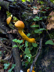 Wild orange mushrooms growing on mossy forest log