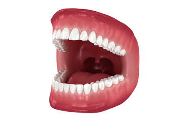 Fototapeta na wymiar Dental anatomy, 3D illustration