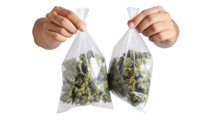 Close-up of male hands holding medical marijuana buds in vacuum seal bags Isolated on Transparent or White Background