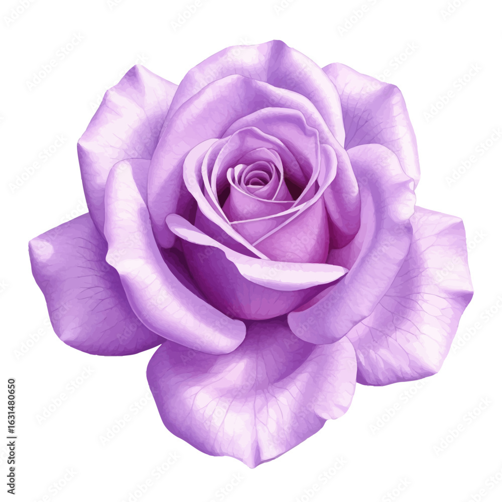 Poster detailed vector illustration of a light purple rose with intricate petal layers and soft color gradi
