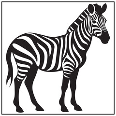 Obraz premium Vector art of full body of a zebra with black and white stripes standing isolated on white background
