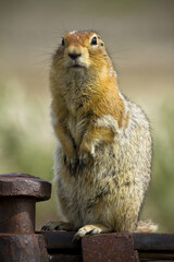 arctic ground squirrel