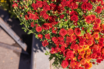 A variety of chrysanthemums in bright colors fills a garden market, showcasing autumn beauty....