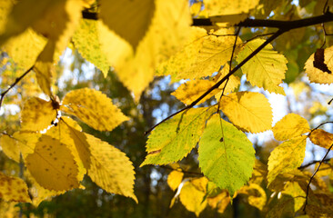 Autumnal Canopy Sunlight Filtering Through Golden Foliage