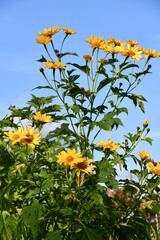 ニトベギク　Tree Marigold