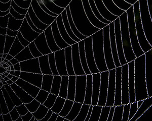 Spider Web Close-Up