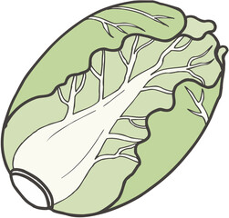 Vector art of a head of fresh green cabbage isolated on a white background, a healthy and organic leafy vegetable
