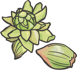 Vector art of green artichoke bud and leaf isolated on white background, a healthy and organic vegetable