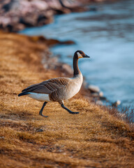 Goose Walking along Shoreline Dramatic Light