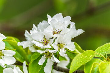 White blossoming apple trees with rain drops