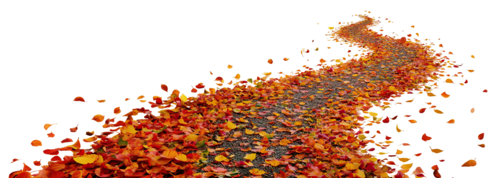 Winding path covered with colorful autumn leaves, isolated on transparent cutout background