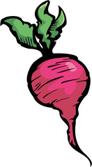 Vector art of a single red radish with green leaves isolated on a white background, illustration of a vegetable