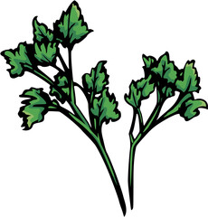 Vector art of fresh green parsley herb with multiple leaves and stems, isolated on white background