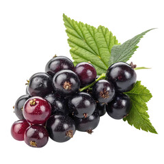 Luscious Black Currants: A Vibrant Cluster of Juicy Berries