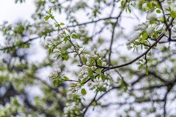 White blossoming apple trees with rain drops