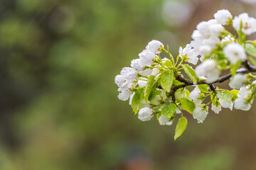 White blossoming apple trees with rain drops
