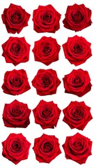 Fototapeta premium Red roses close-up