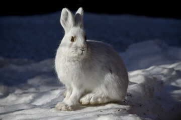 snowshoe hare