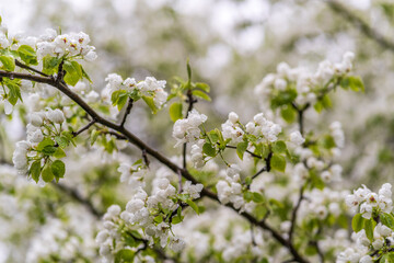 White blossoming apple trees with rain drops