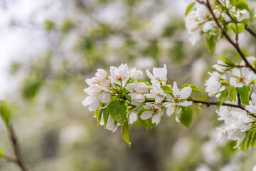 White blossoming apple trees with rain drops
