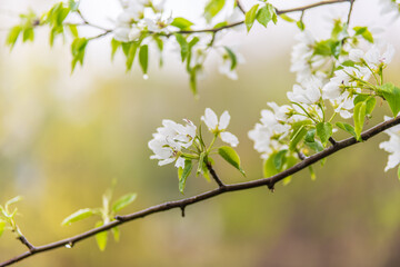 White blossoming apple trees with rain drops