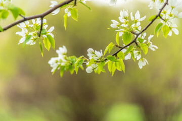 White blossoming apple trees with rain drops