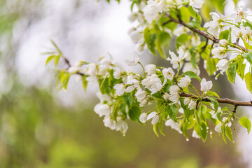 White blossoming apple trees with rain drops