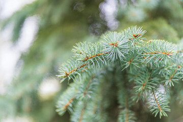 Closeup of fir branches with young buds. Spring nature concept. Fir branches with fresh shoots