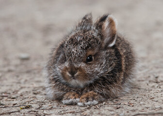 snowshoe hare
