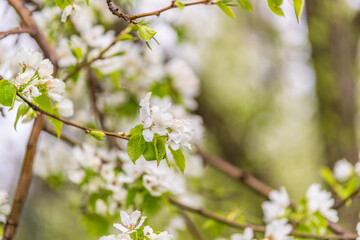 White blossoming apple trees with rain drops