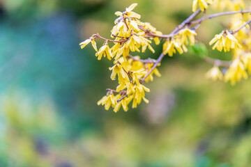 Forsythia with rain drops. Blooming forsythia bush. Yellow flower on a branch of forsythia.