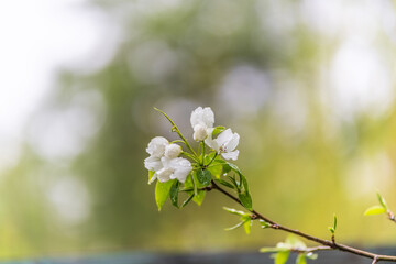White blossoming apple trees with rain drops