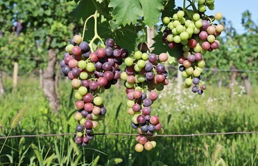 Ripening of wine red grapes with berries colored of purple, green and pink in mid summer. 