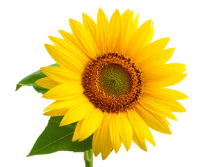 Fototapeta premium Vibrant Yellow Sunflower with Green Leaves, Side View, Isolated on Transparent Background