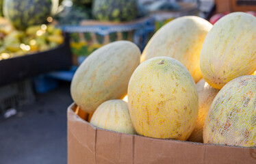 Cantaloupe melons in a shop on display. cantaloupe or muskmelon or galia melon or honeydew fruits,...
