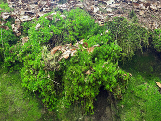 Lush fresh green moss on tree roots. Thick green moss with fallen leaves. Background texture.