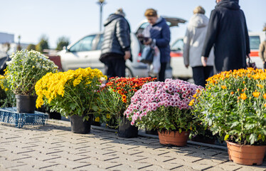 A variety of chrysanthemums in bright colors fills a garden market, showcasing autumn beauty....