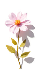 A single light pink flower with yellow center and green leaves on a white background with shadow