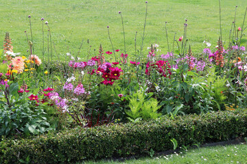 Herbaceous border behind boxwood hedge with summer flowers like dahlia, snapdragons, cosmea...