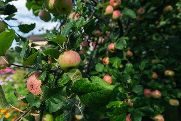 Close-up of a cluster of apples hanging from a tree branch. The apples are a mix of red and green,...