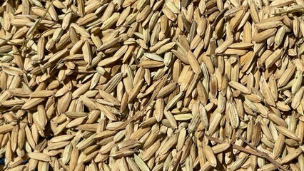 background of rice