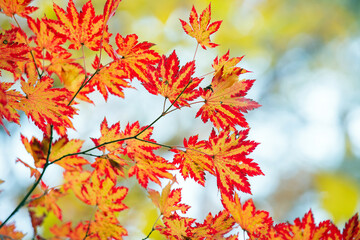 Colorful Autumn Maple Leaves in Dutasan Valley, Korea