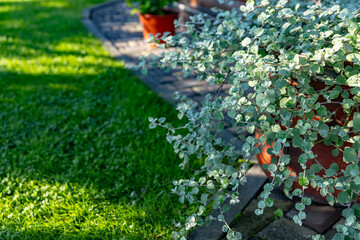 Silvery-green plant growing in a pot near a brick path and green grass. The plant's leaves have a...