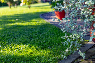 Silvery-green plant growing in a pot near a brick path and green grass. The plant's leaves have a...