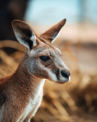 Obraz premium Kangaroo Against Blurred Background