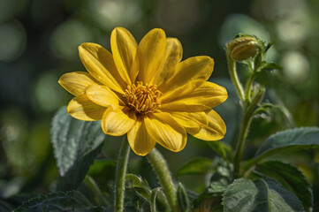 Vibrant yellow daisy with green leaves and bud yellow flower petals