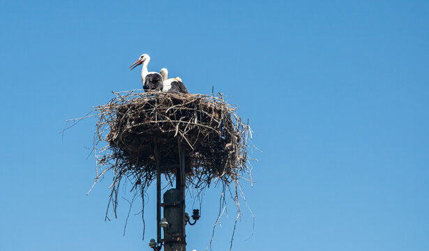 A family of white storks in their nest on a utility pole against a clear blue sky