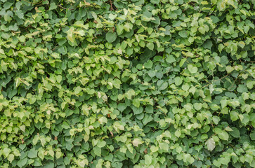 green ivy on the wall