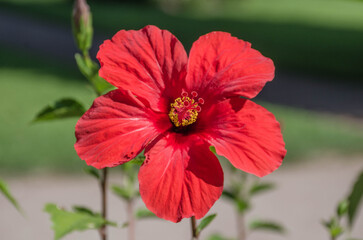 red hibiscus flower in garden