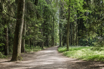road in the forest